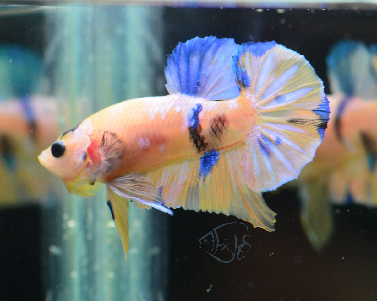 Yellow Galaxy HMPK Male