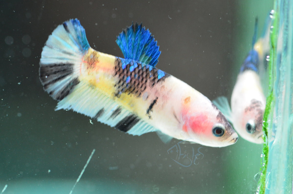 Yellow Galaxy HMPK Female