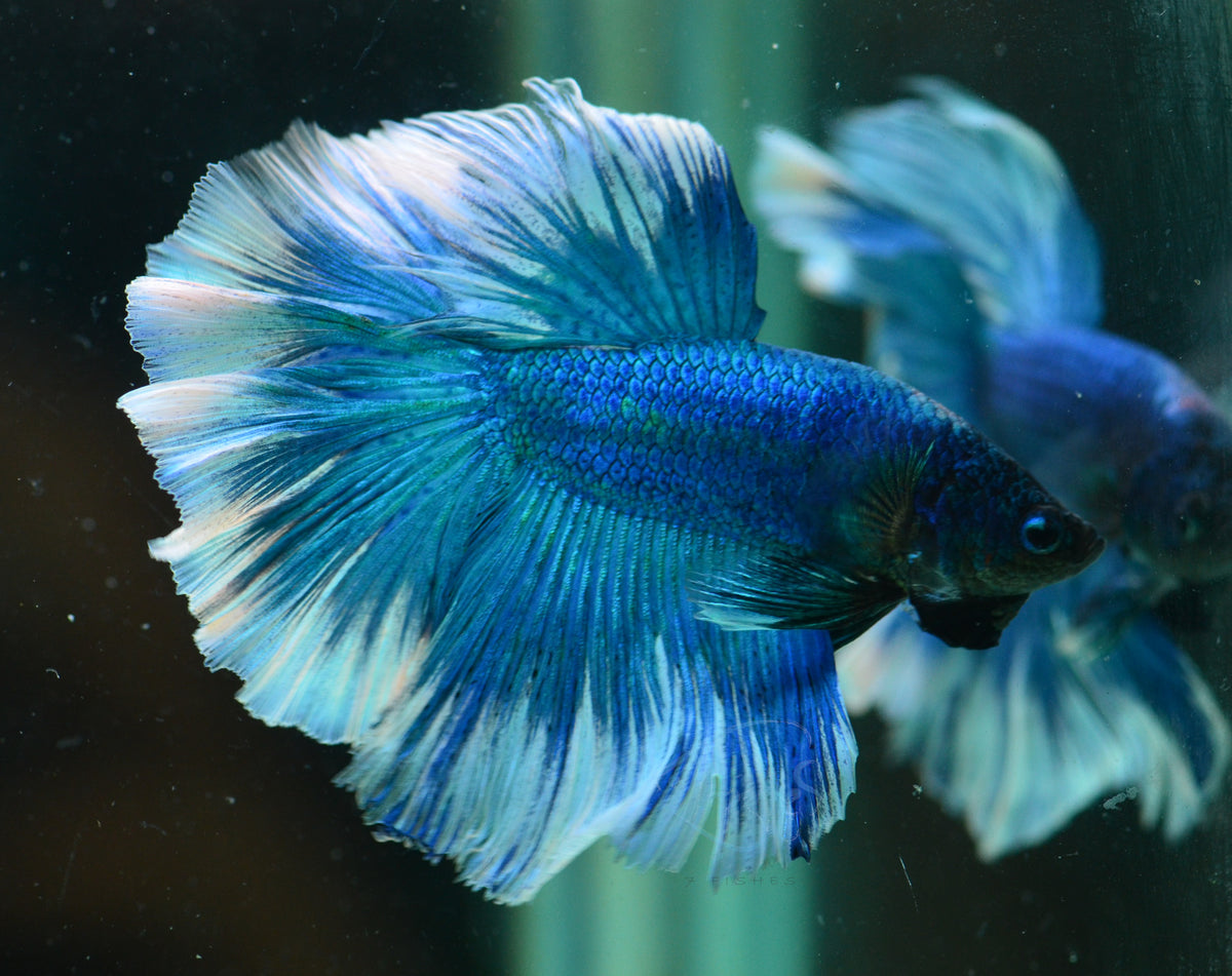 Blue Halfmoon Male