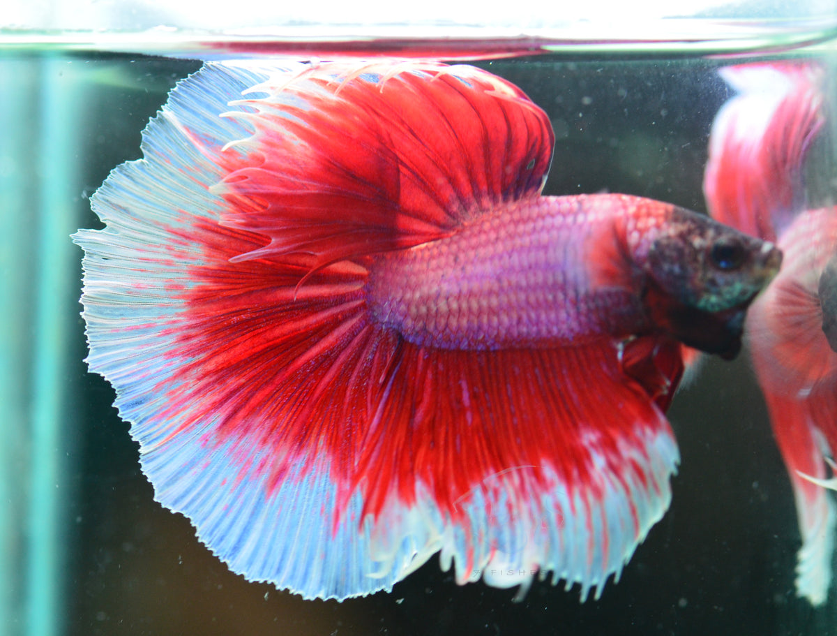 Red Purple Butterfly Halfmoon Male