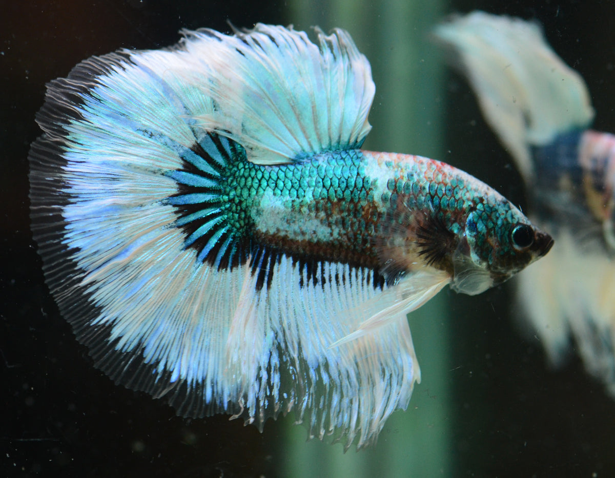 Turquoise Fancy Butterfly Halfmoon Male