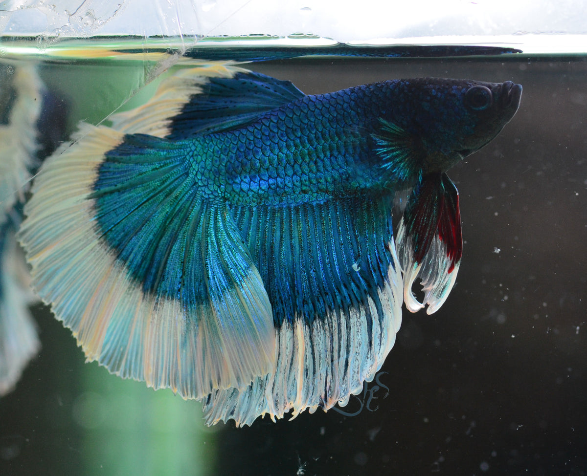 Blue Butterfly Halfmoon Male