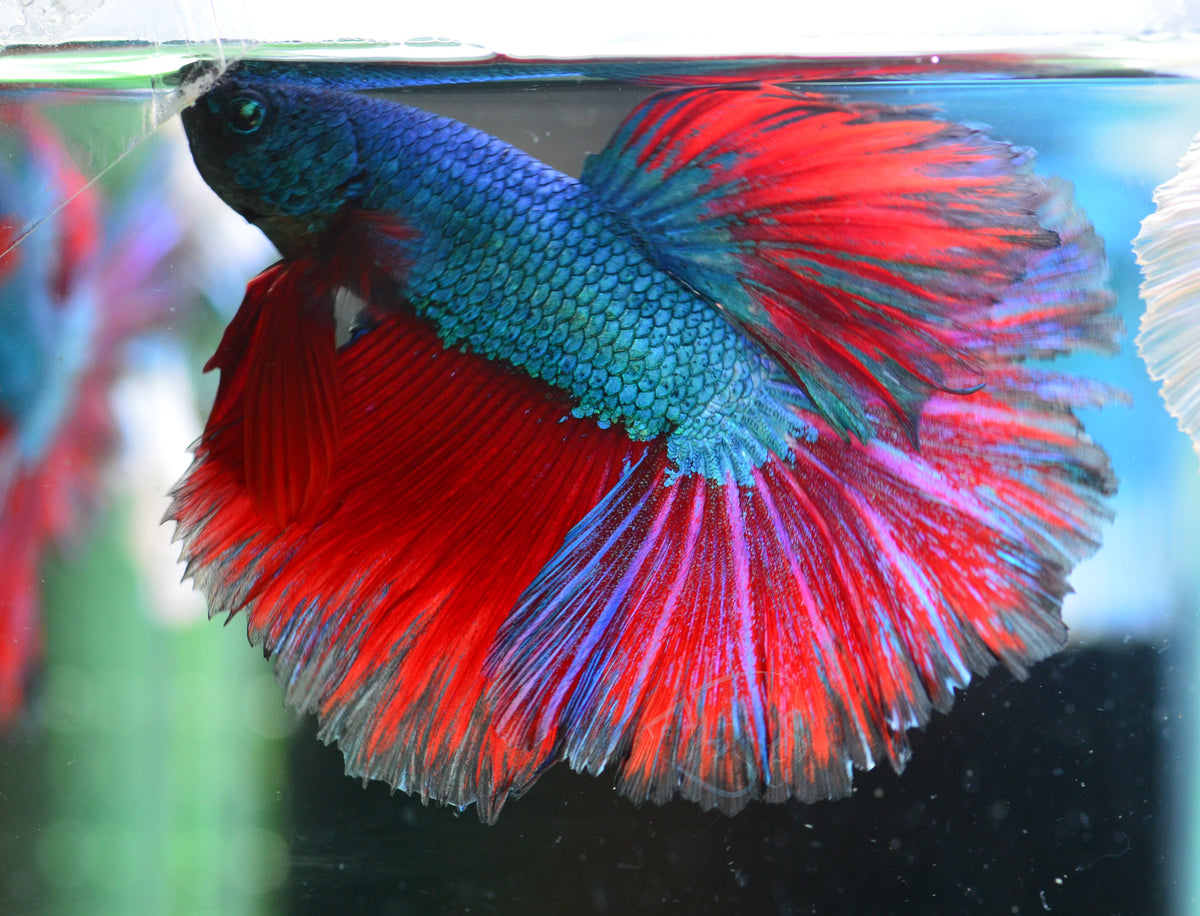 Turquoise Bicolour Halfmoon Male