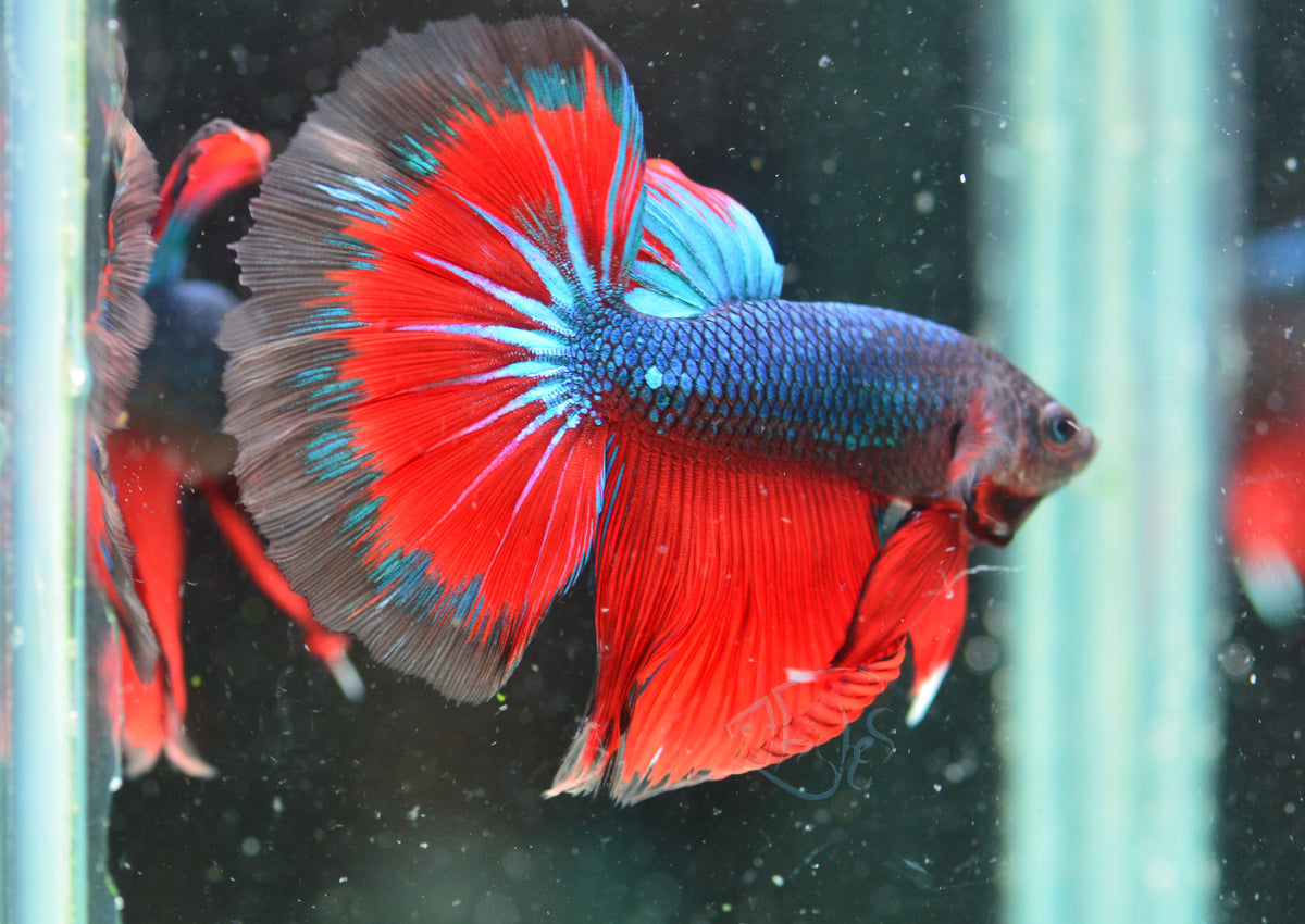 Turquoise Bicolour Halfmoon Male