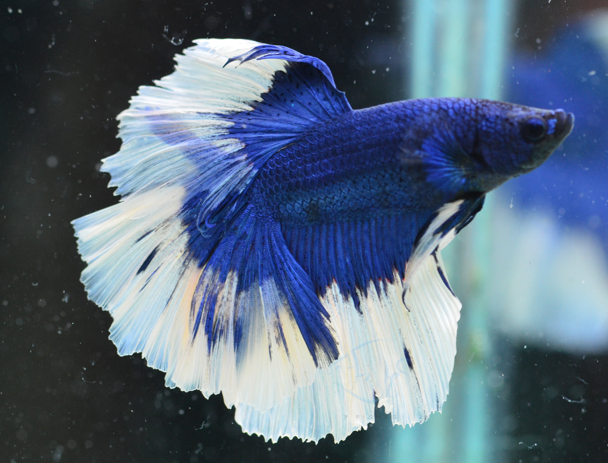 Blue Butterfly Halfmoon Male