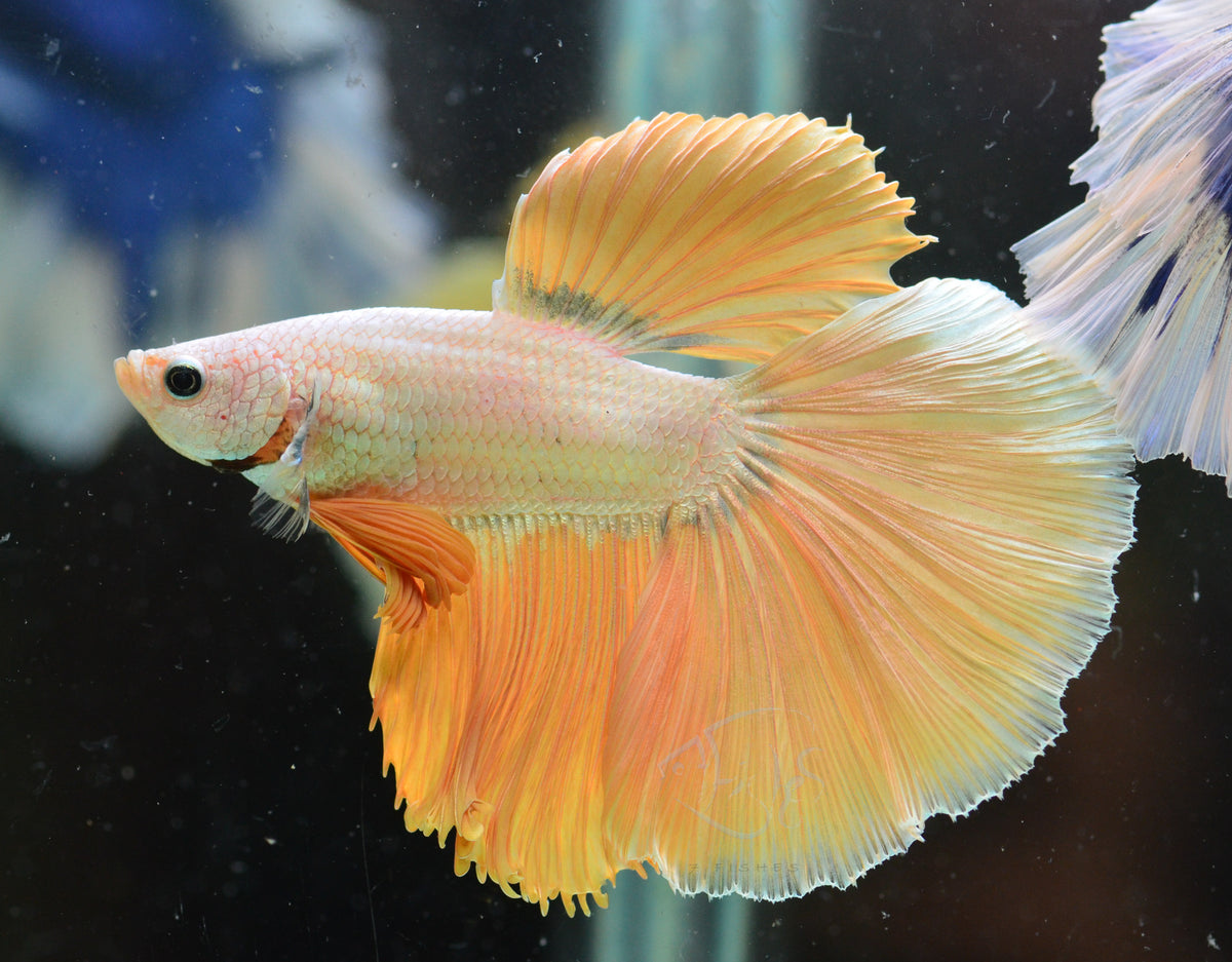 Yellow Dragon Halfmoon Male
