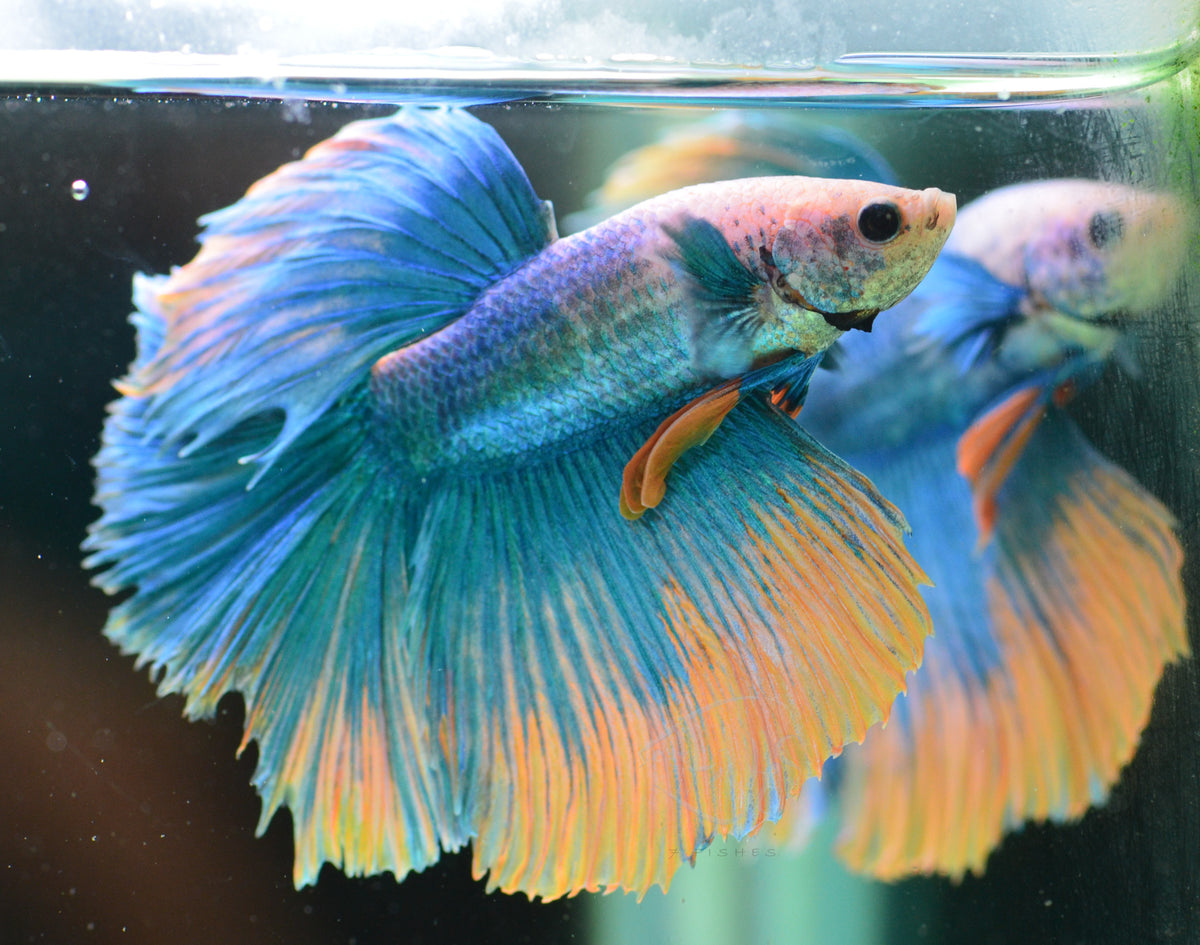 Blue Yellow Mascot Halfmoon Male