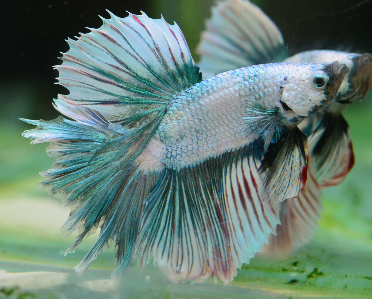 Metallic Fancy Halfmoon Male