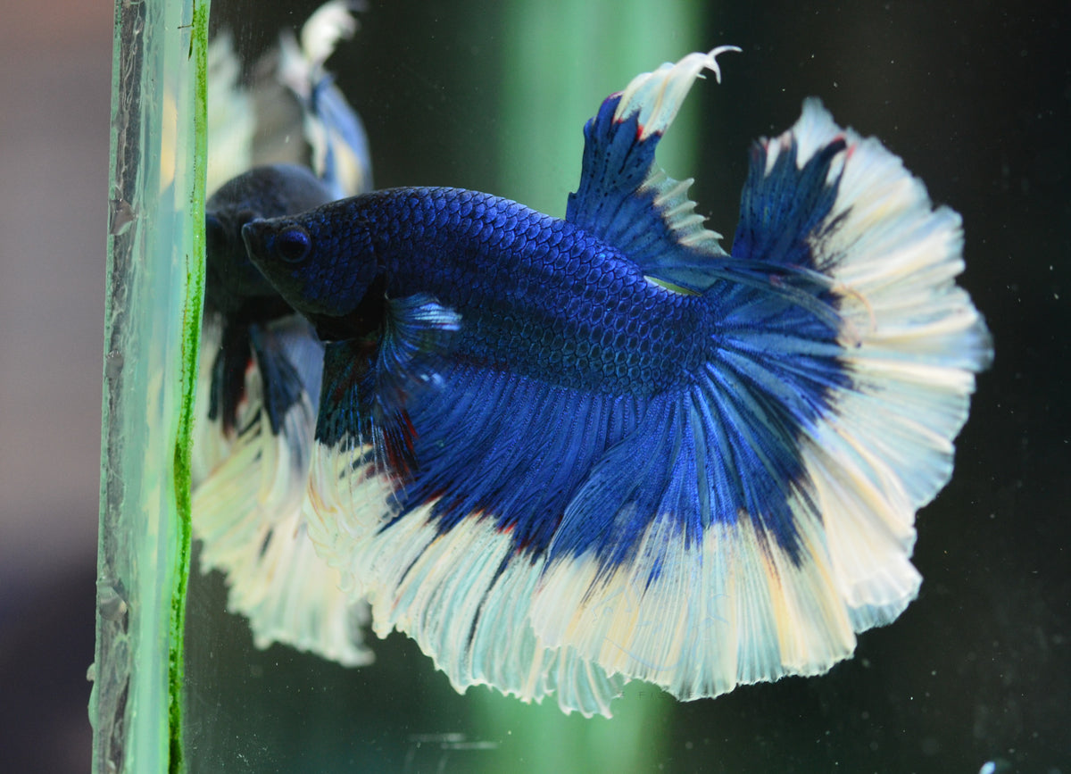 Blue Butterfly Halfmoon Male