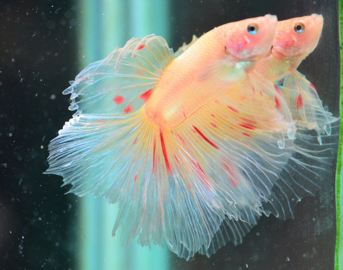 Armageddon Vanda Halfmoon Male