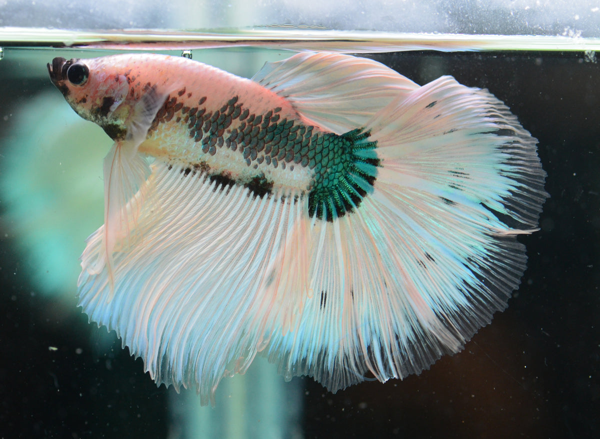 Blue Marble  Halfmoon Male