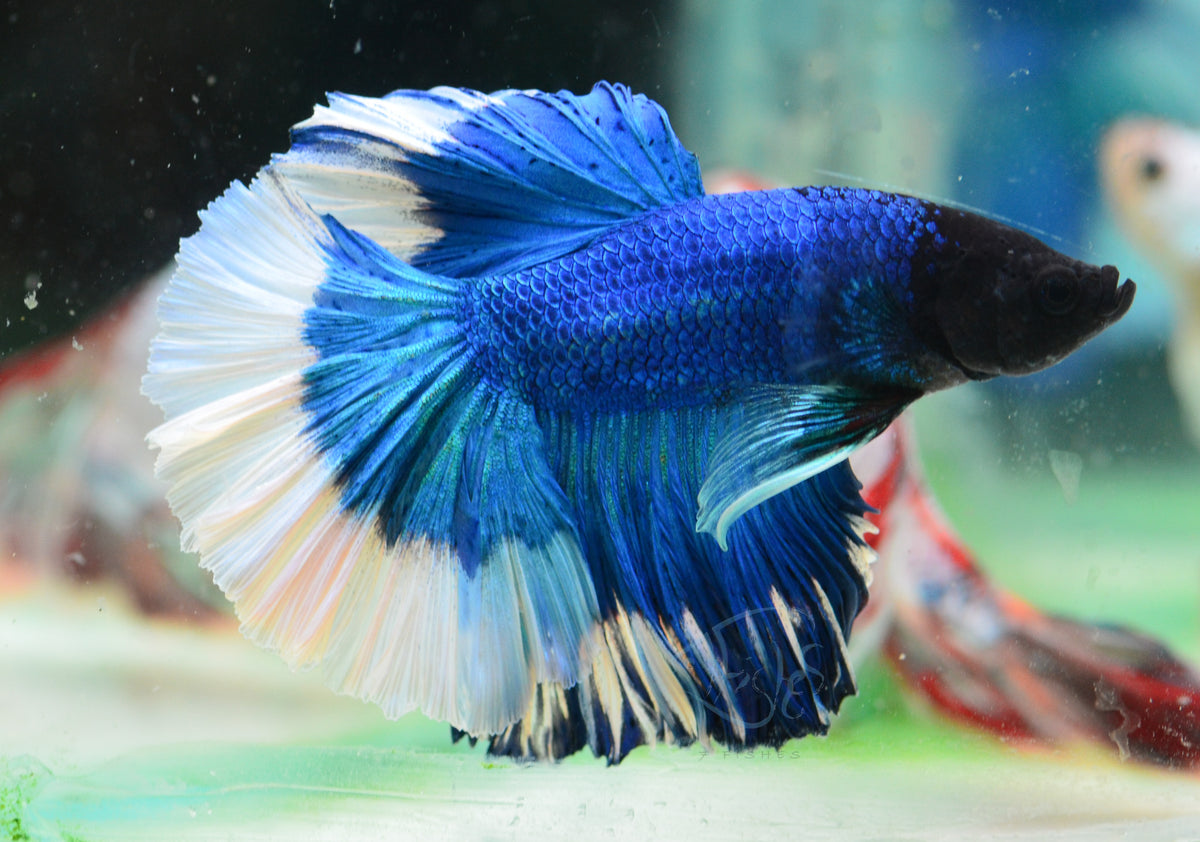 Blue Butterfly Halfmoon Male