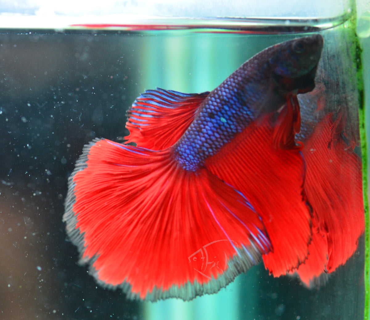 Blue Bicolour Halfmoon Male