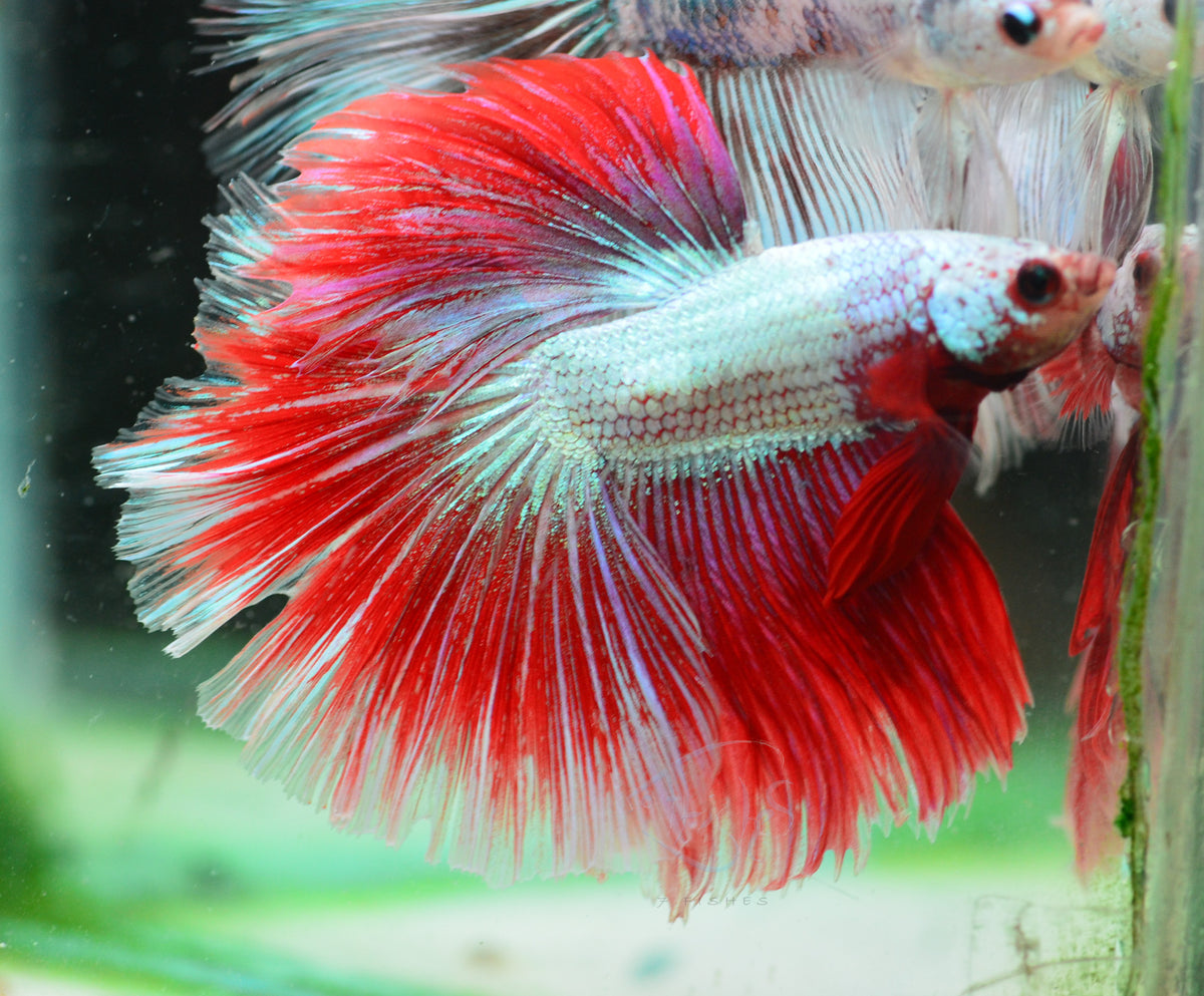 Red Dragon Halfmoon Male