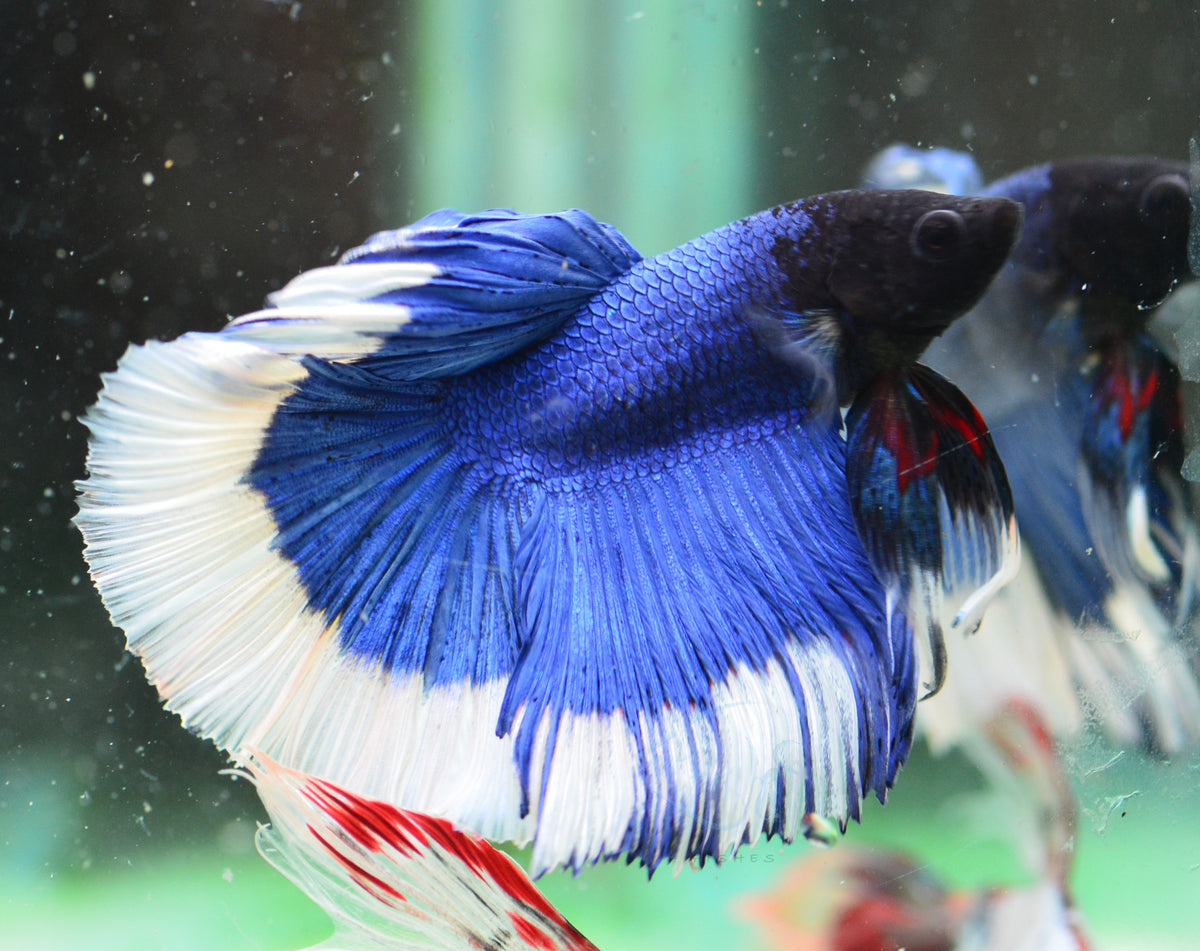 Blue Butterfly Halfmoon Male