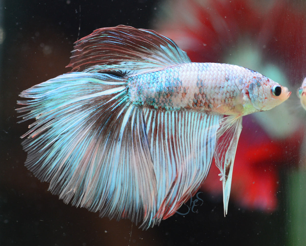 Turquoise Fancy Halfmoon Male