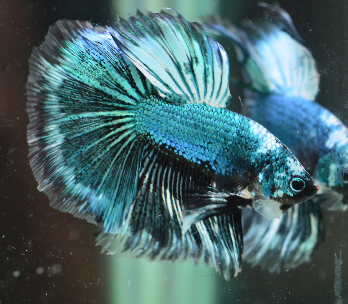 Turquoise Fancy Halfmoon Male