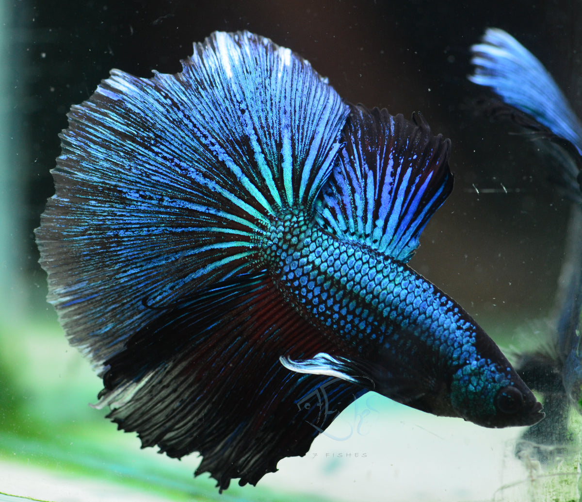 Blue Black Halfmoon Male