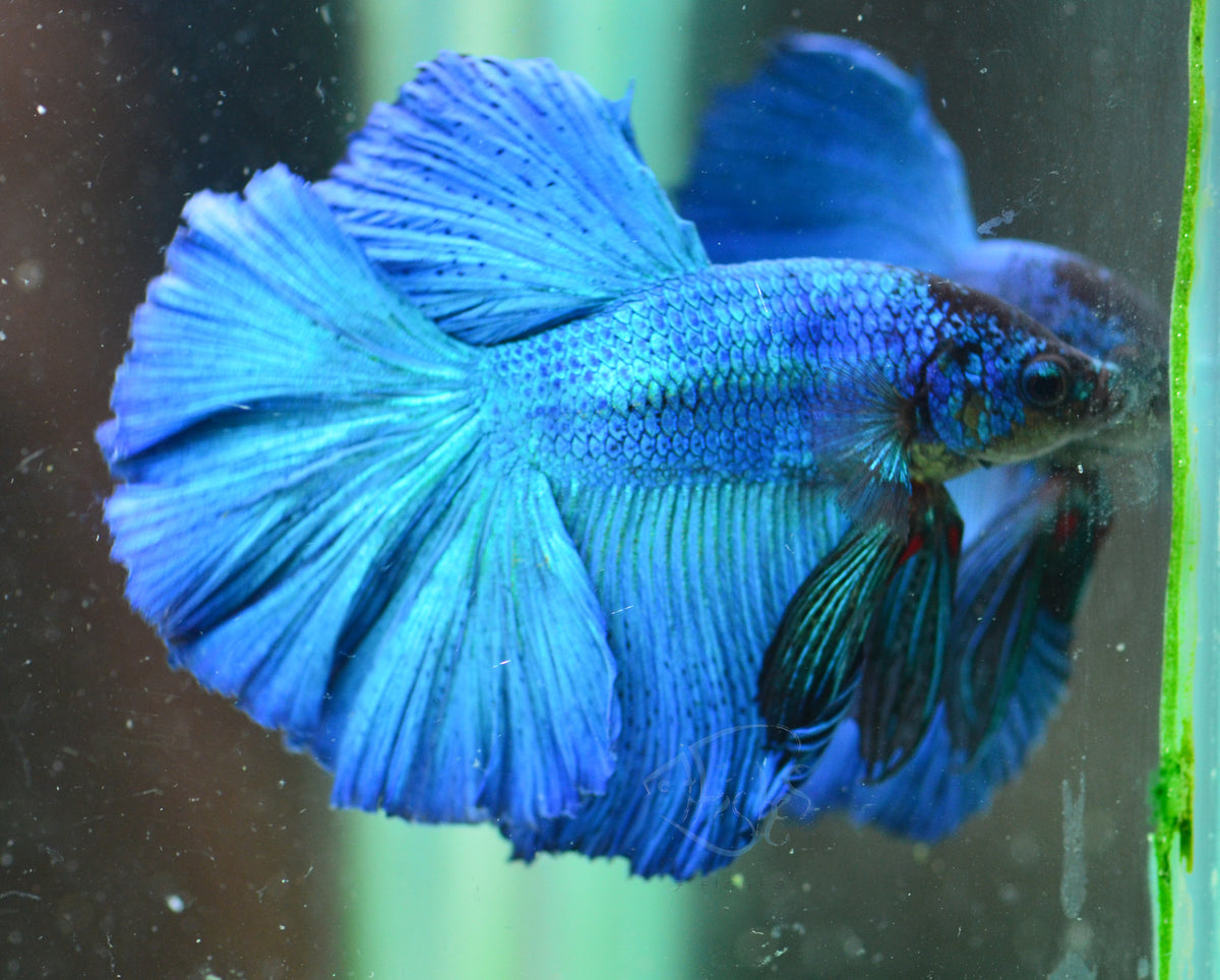 Blue Halfmoon Male