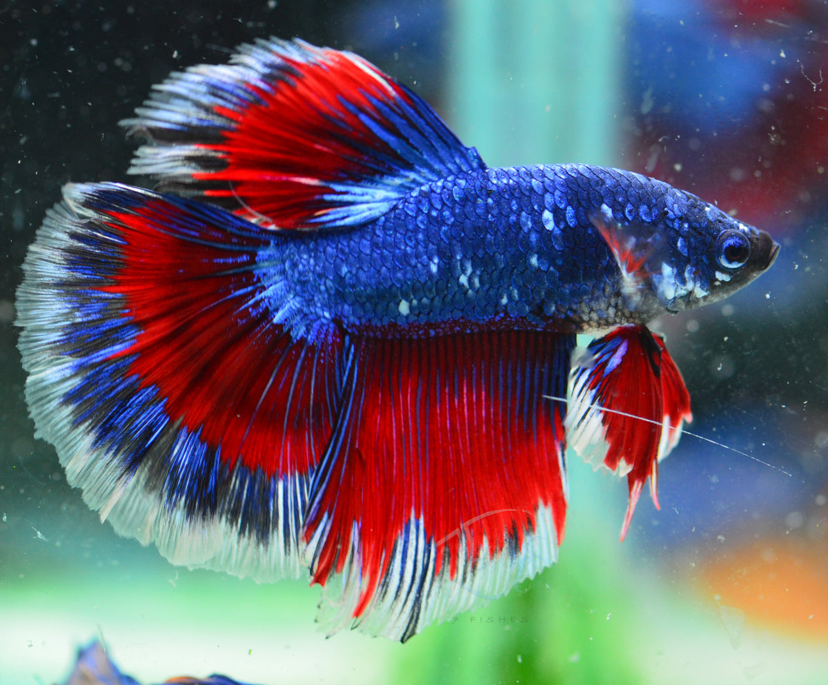 Blue Fancy Halfmoon Male