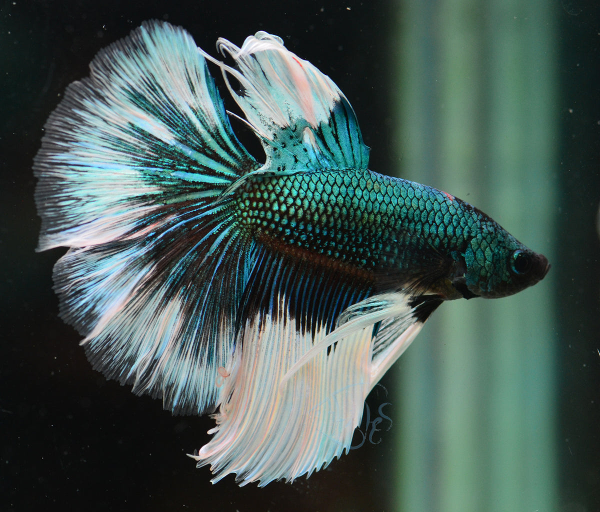 Blue Black Halfmoon Male