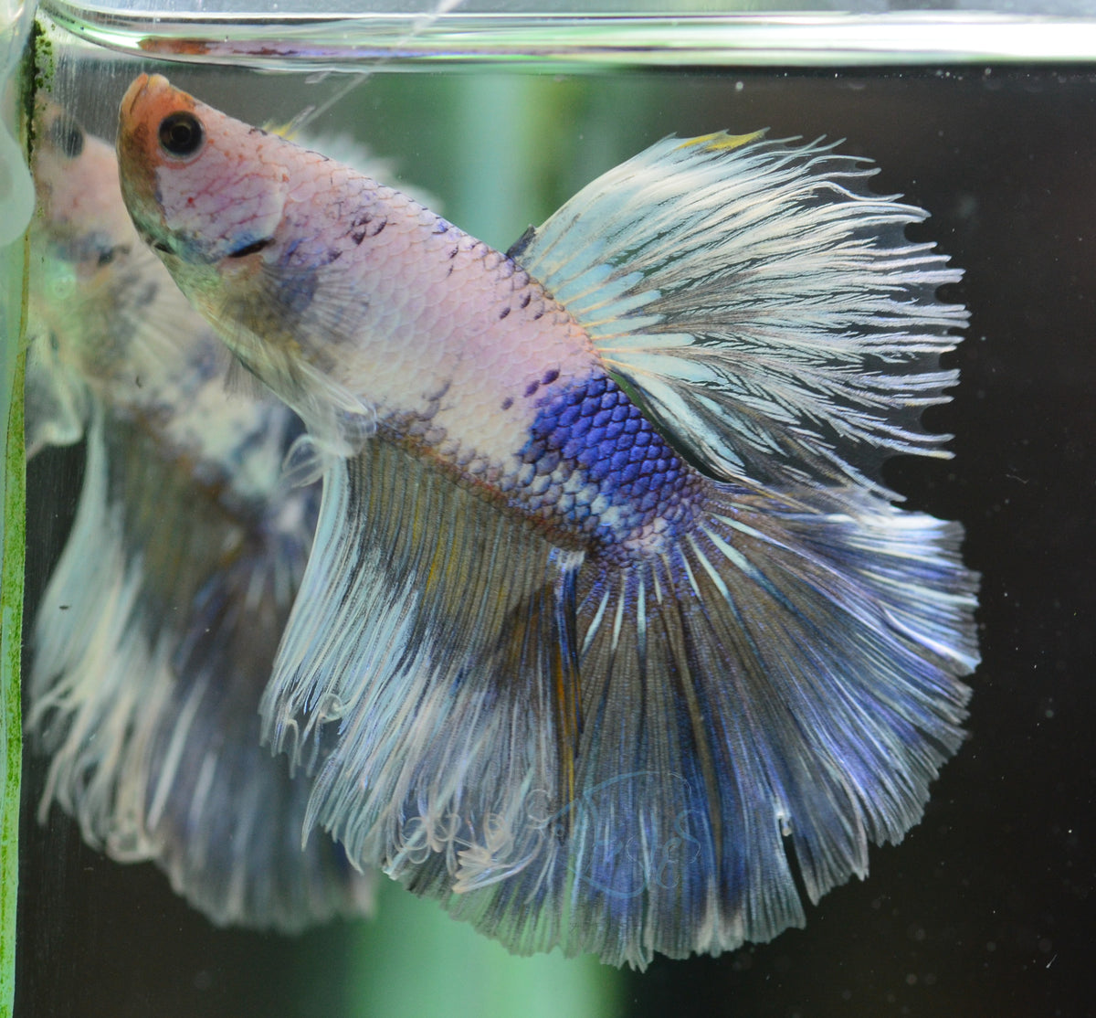 Blue Marble Halfmoon Male