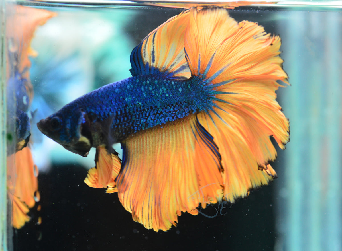 Mustard Halfmoon Male