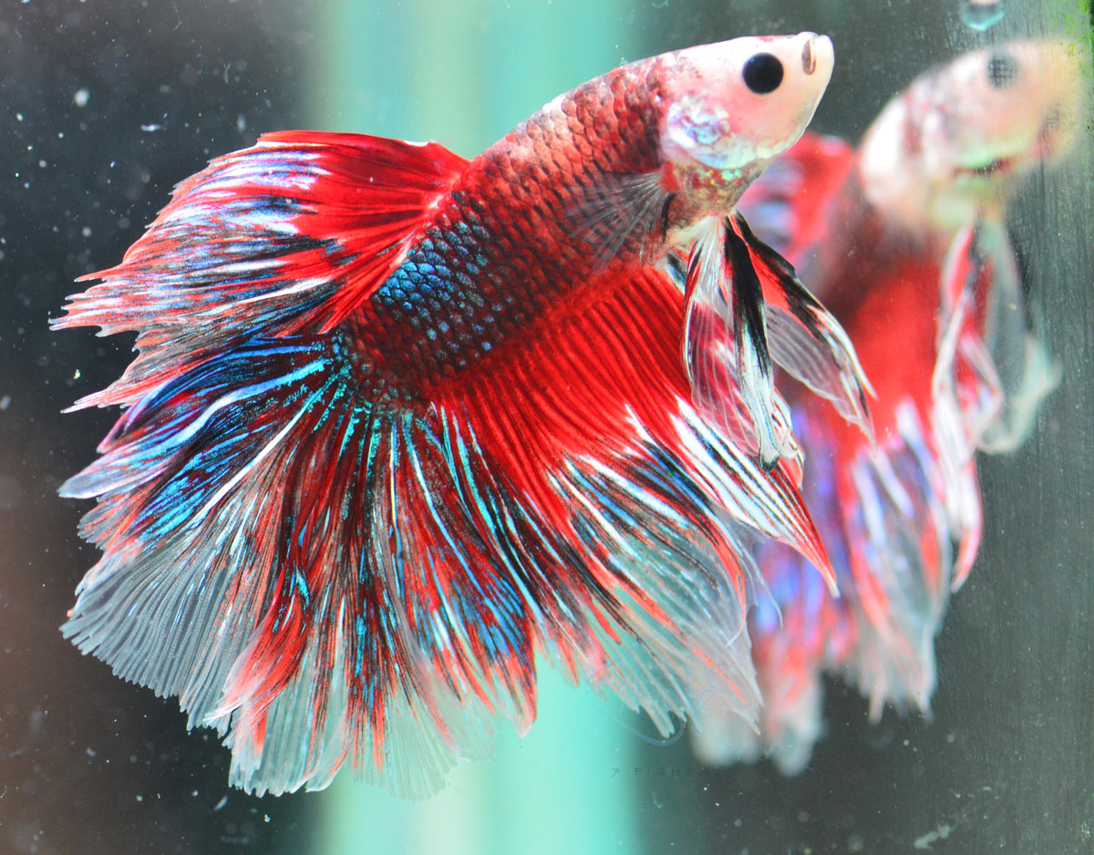 Red Fancy Halfmoon Male