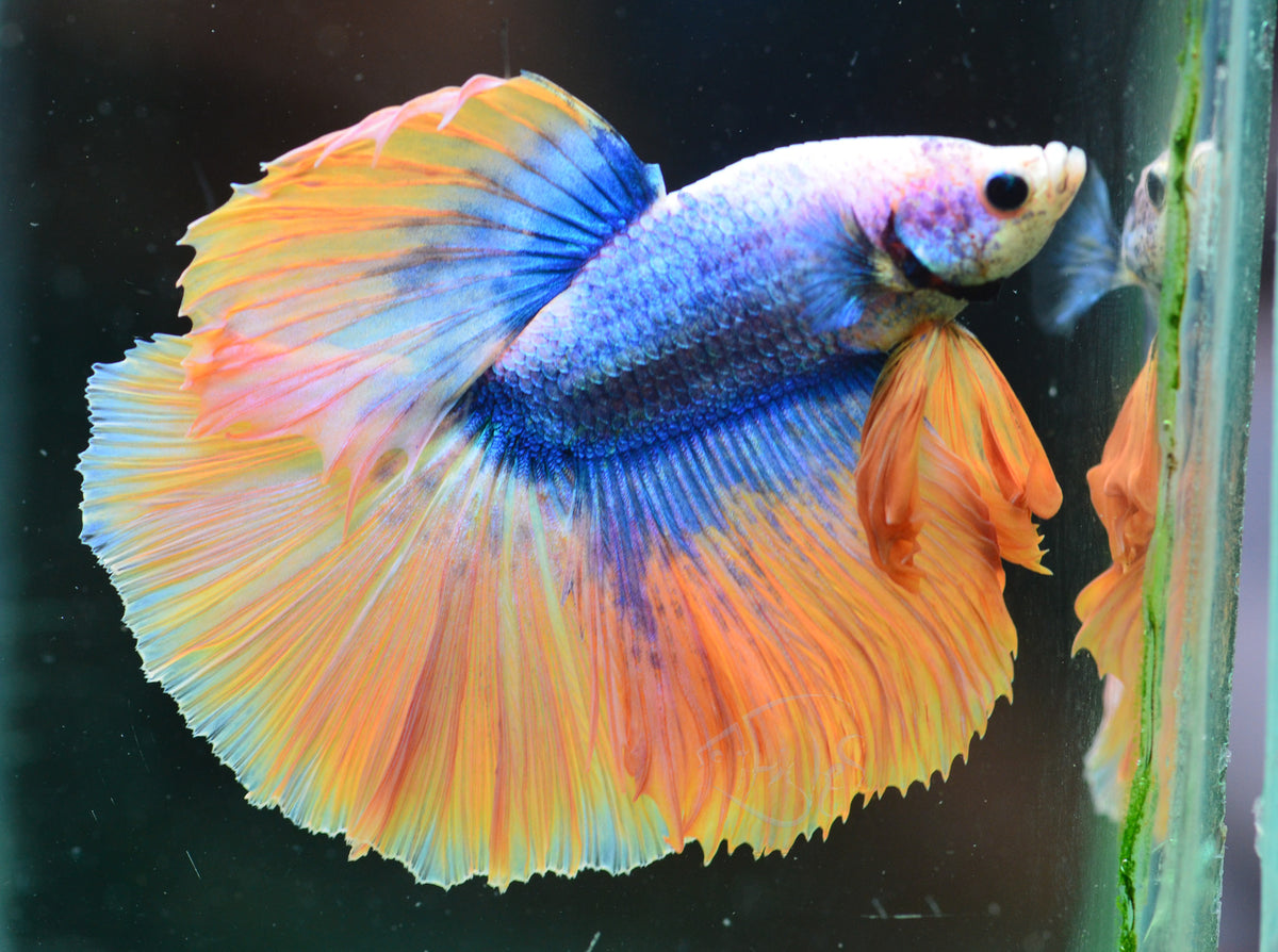 Blue Yellow Mascot Halfmoon Male