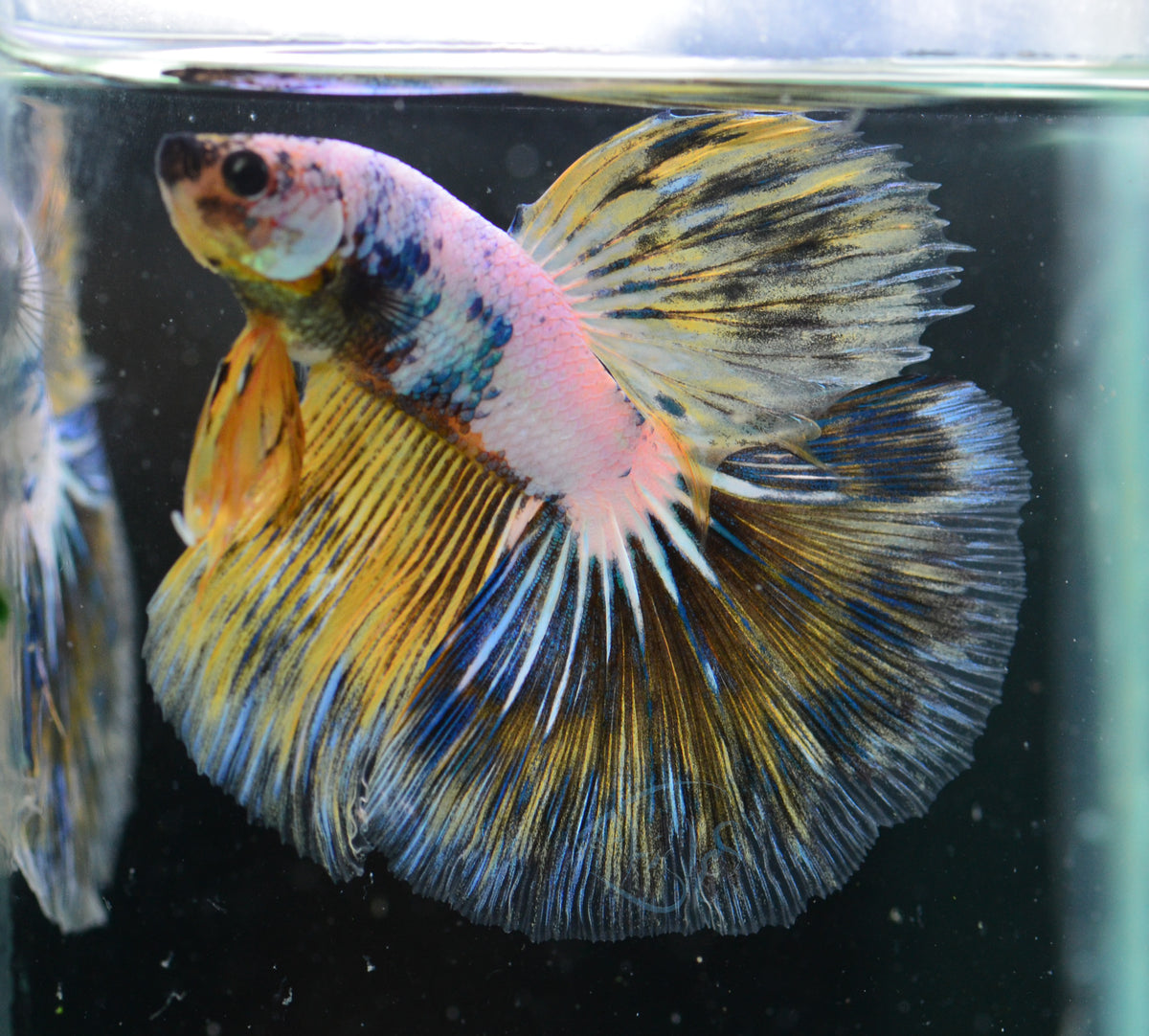 Yellow Fancy Halfmoon Male