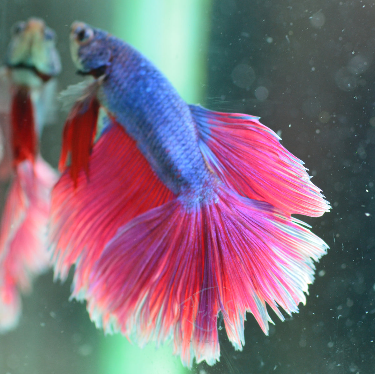 Blue Purple Bicolour Halfmoon Male