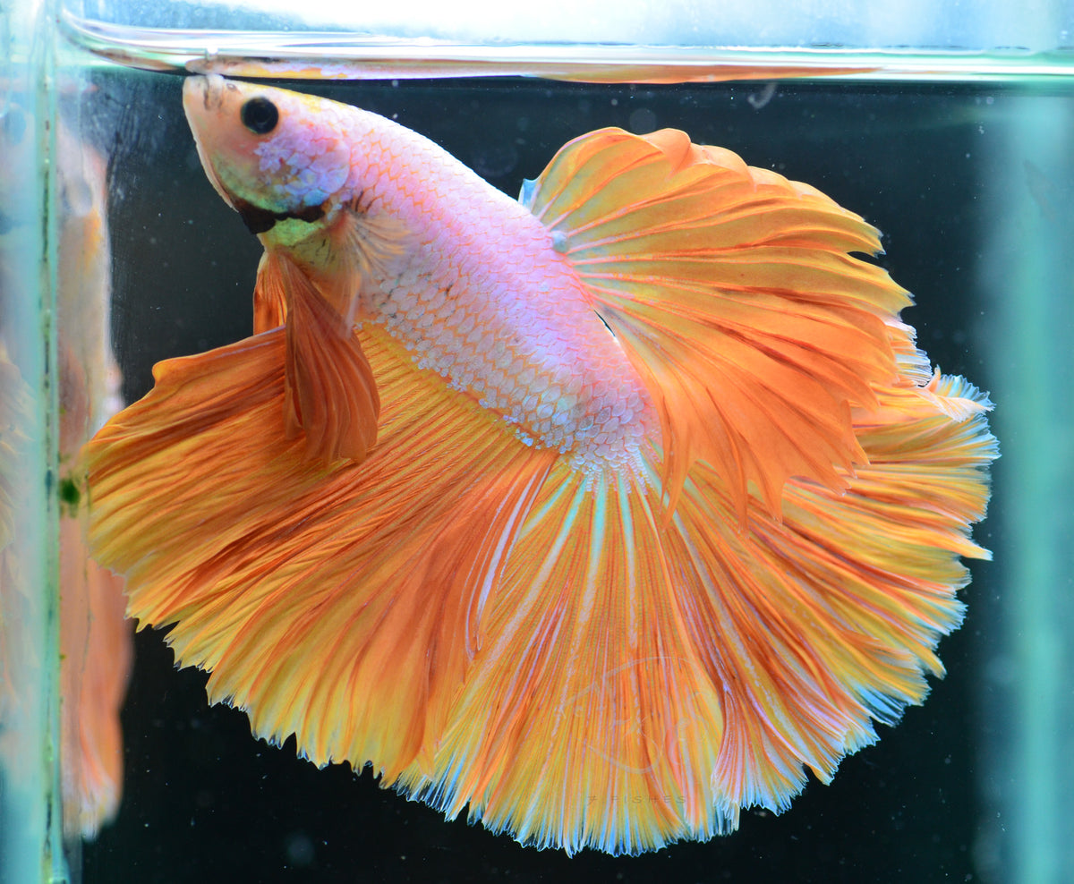 Yellow Dragon Halfmoon Male