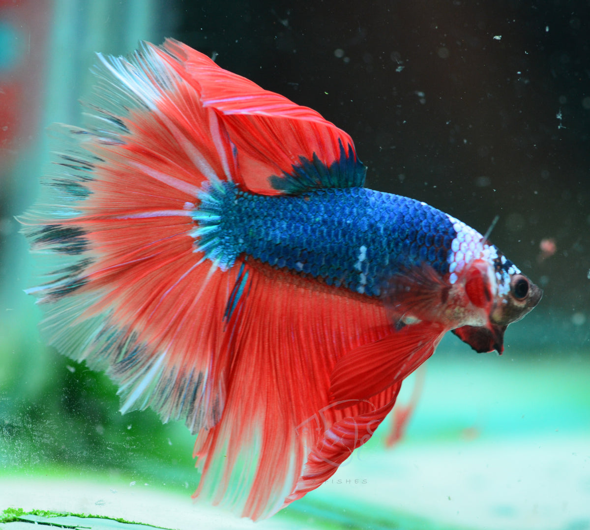 Bicolour Fancy Halfmoon Male