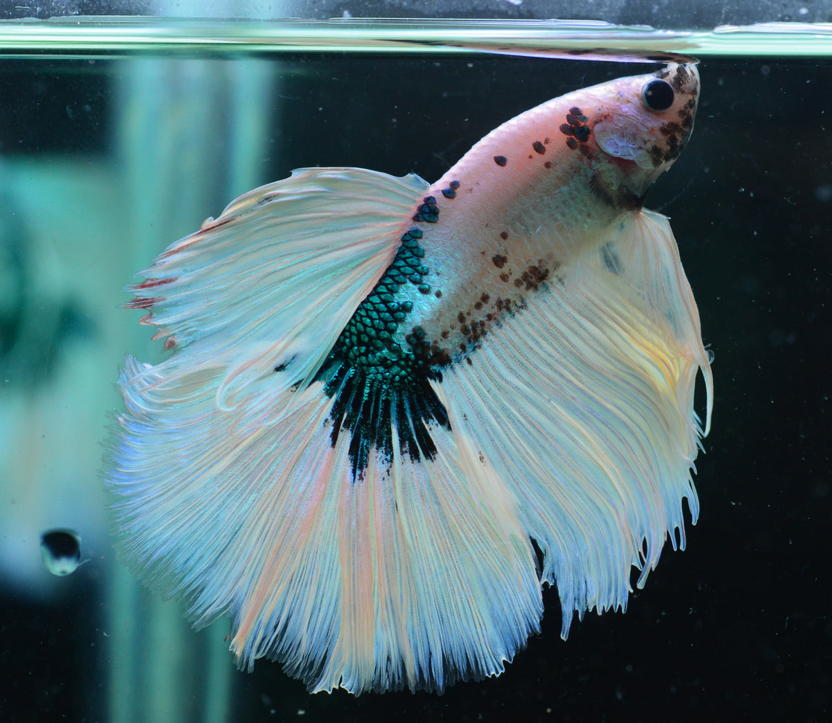 Blue Marble Halfmoon Male