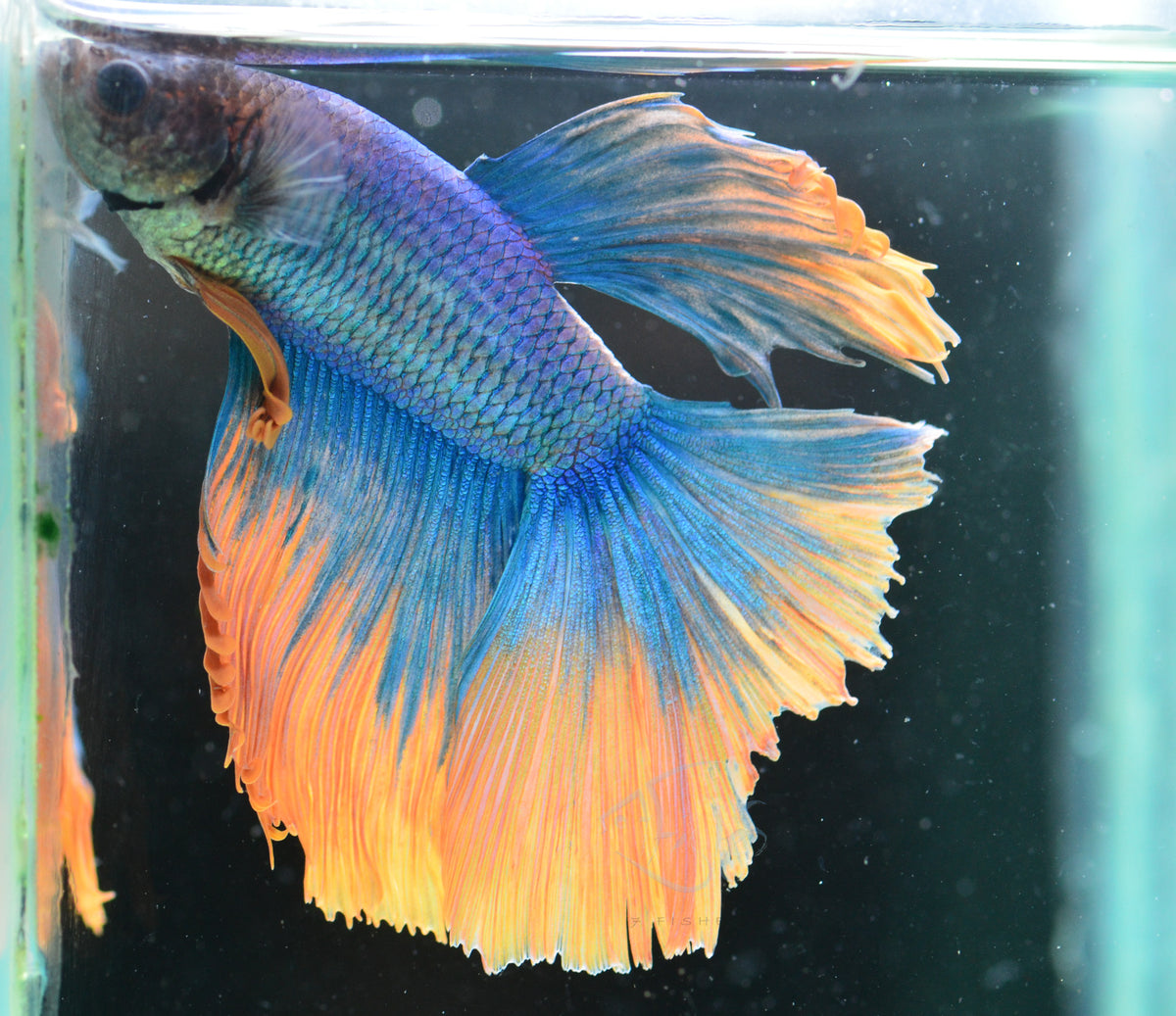 Blue Yellow Mascot Halfmoon Male