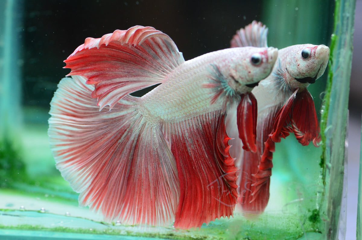 Red Snow Dragon Halfmoon Male