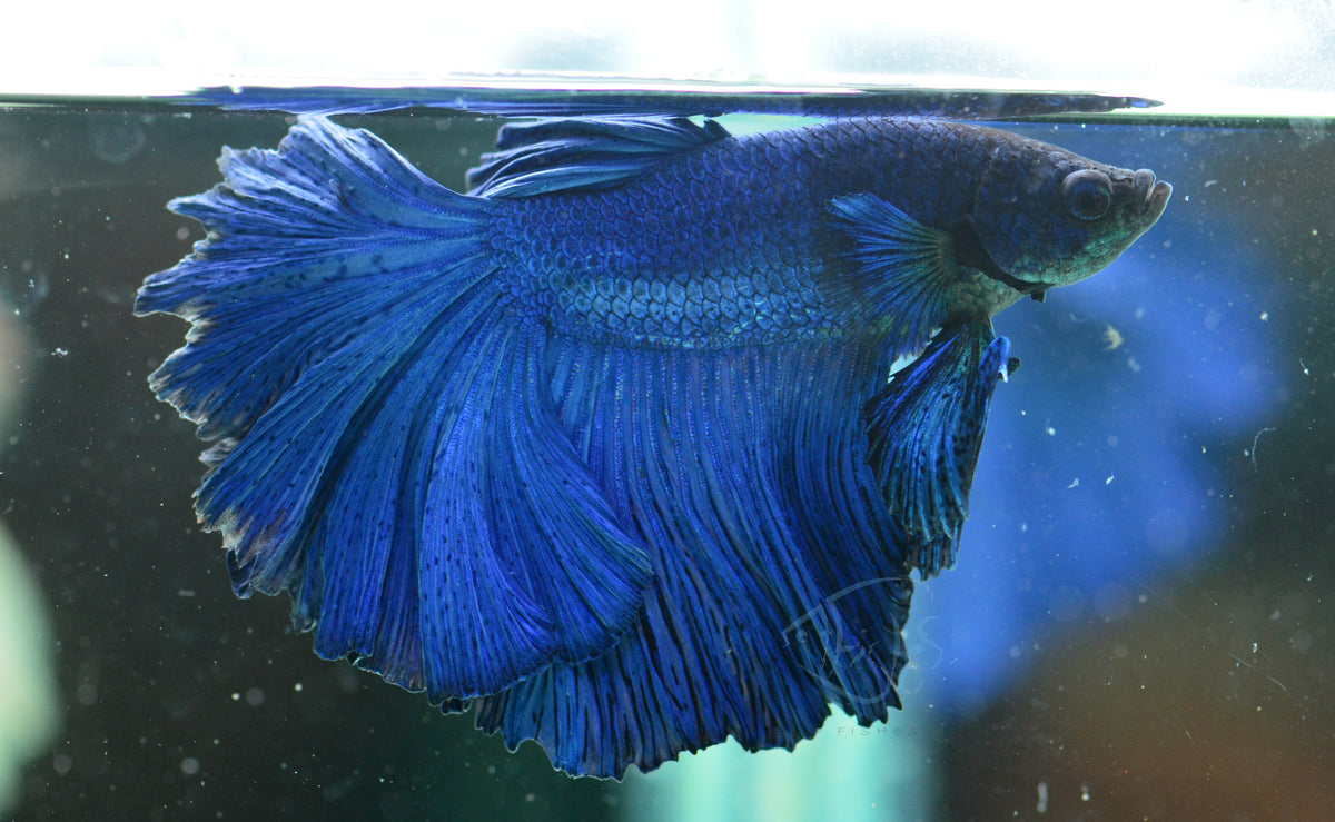 Blue Halfmoon Male