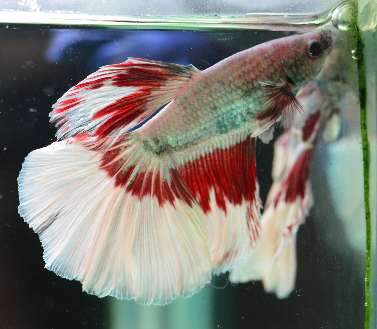 Platinum Red Fancy Halfmoon Male