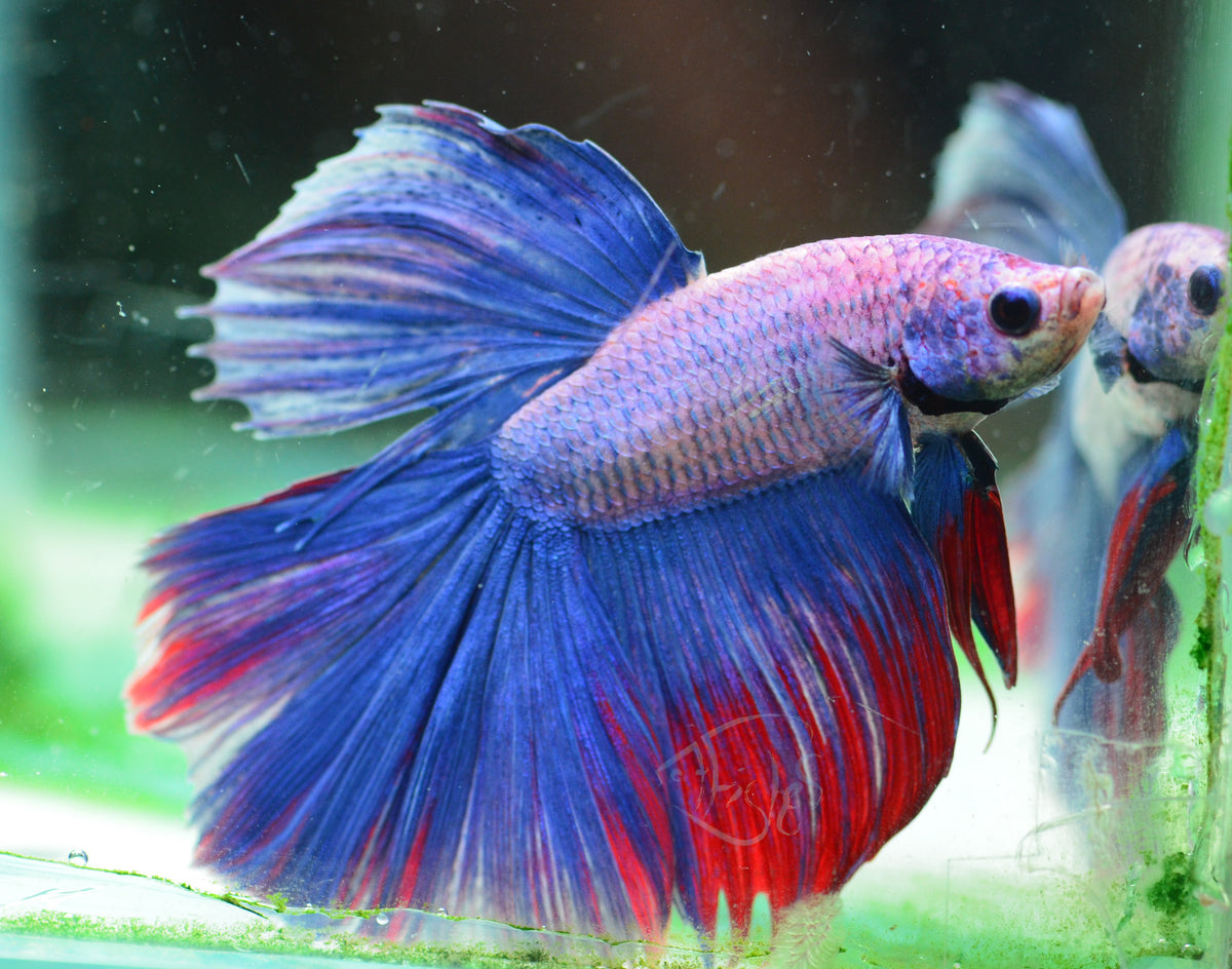 Cambodian Mascot Halfmoon Male