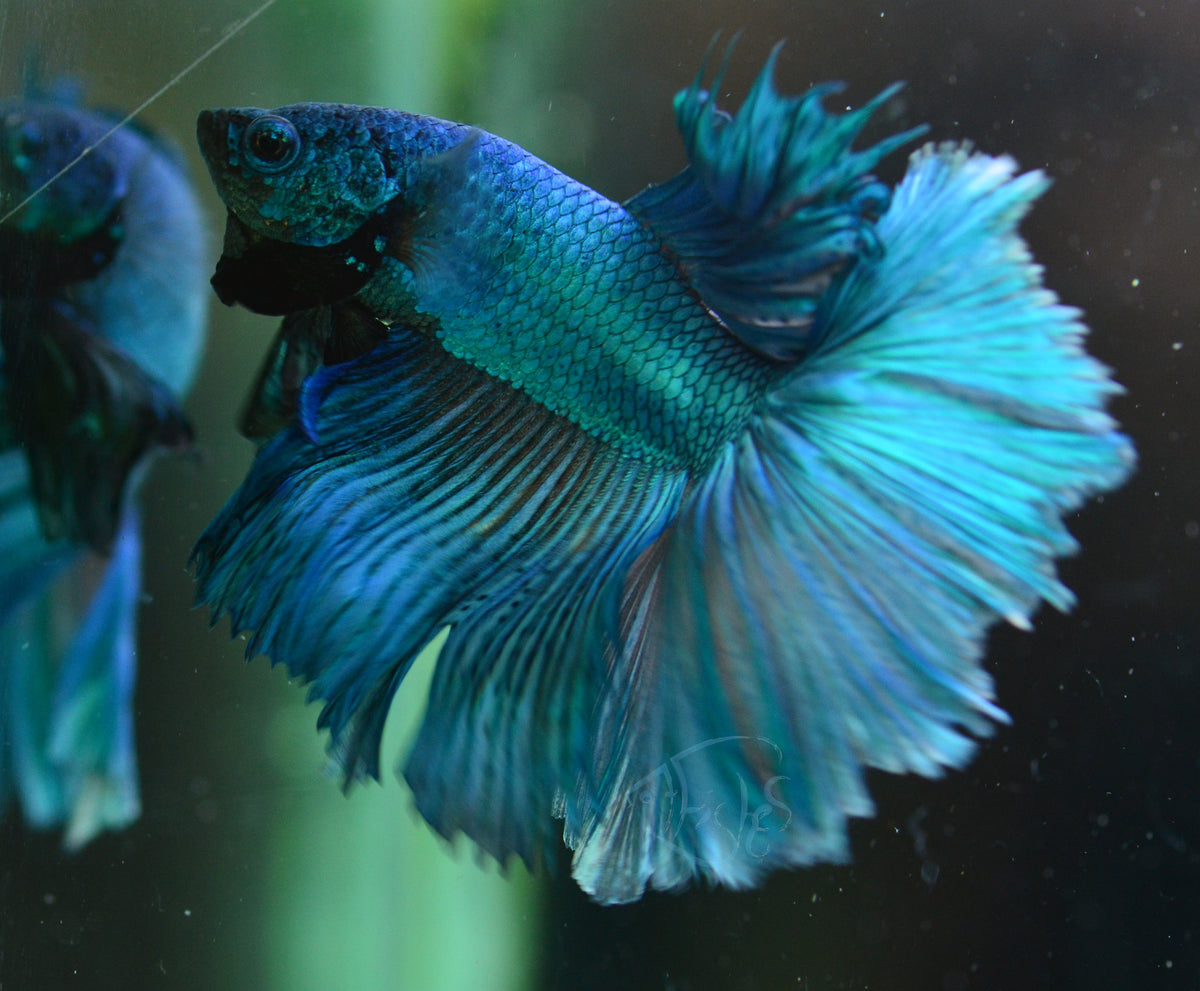 Turquoise Halfmoon Male