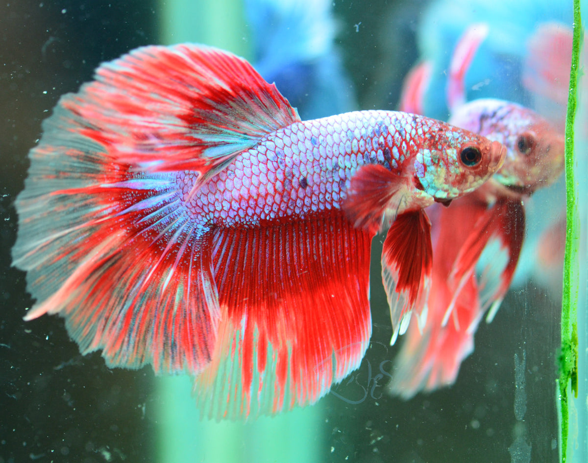 Red Fancy Halfmoon Male