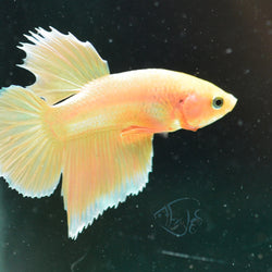 24k Gold Plakat Male