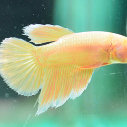 24k Gold Plakat Male