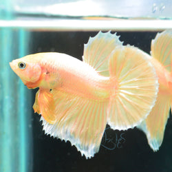 24k Gold Plakat Male