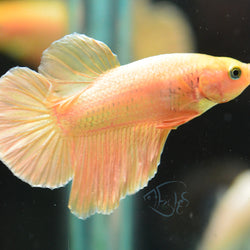 24k Gold Plakat Male