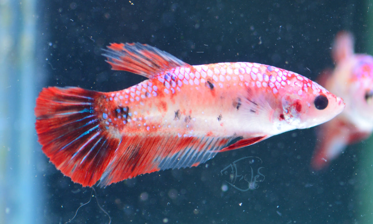 Copper Nemo HMPK Female