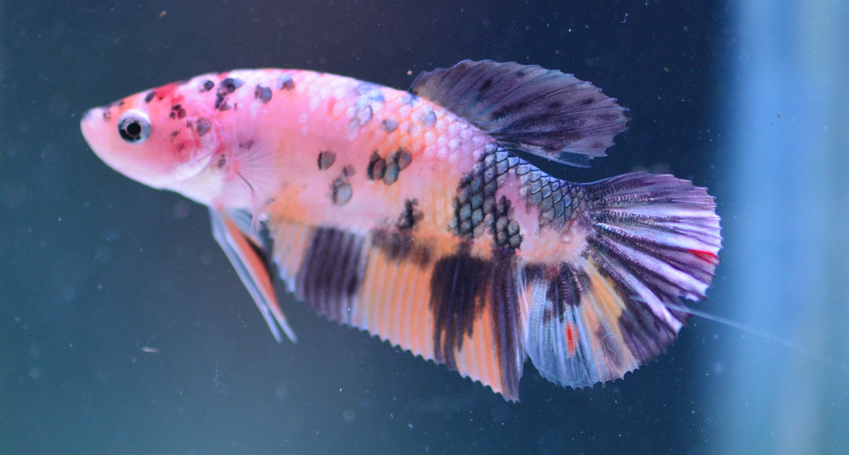 Copper Nemo HMPK Female