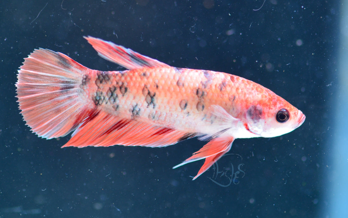 Copper Nemo HMPK Female