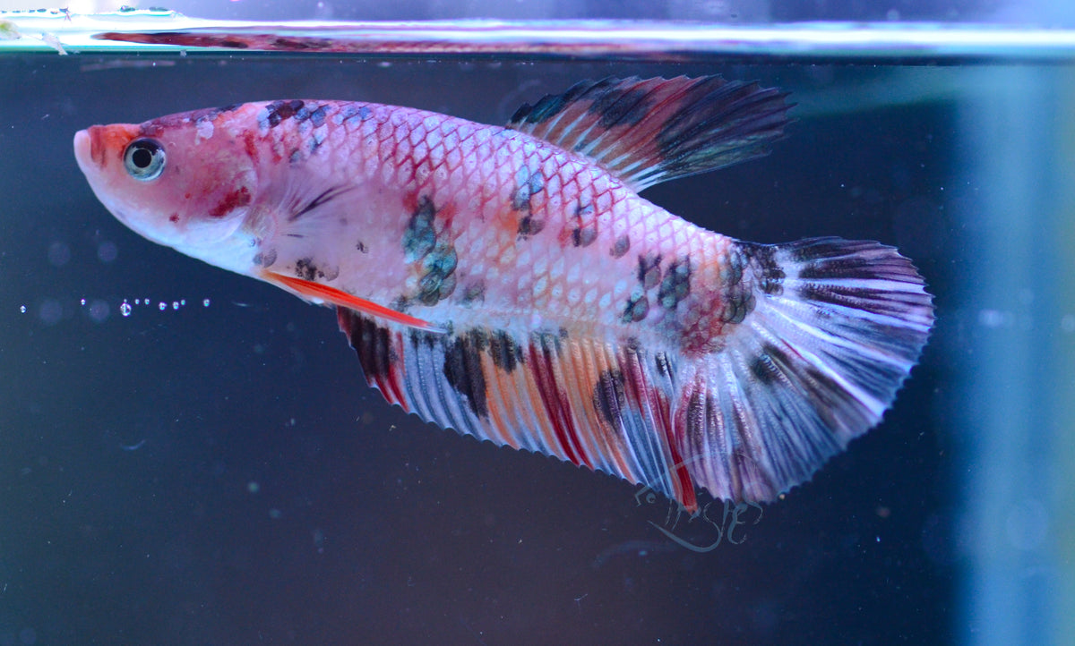 Copper Nemo HMPK Female