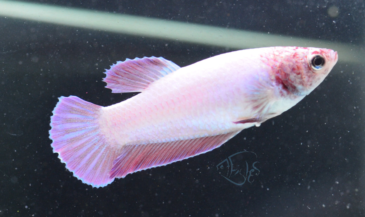 Purple Pink HMPK Female